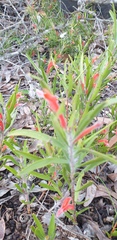Adenanthos
