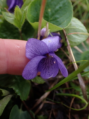 Viola