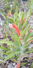 Adenanthos