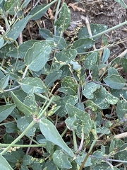 Boerhavia erecta