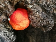 Pluteus aurantiorugosus