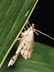 Diplopseustis perieresalis