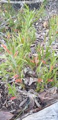 Adenanthos