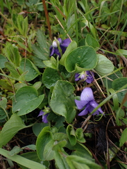 Viola