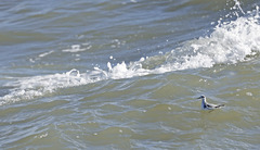 Phalaropus fulicarius