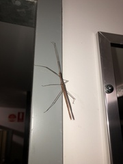 Sipyloidea larryi