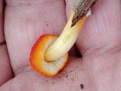 Pluteus aurantiorugosus