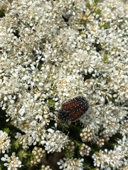 Trichostetha bicolor