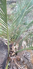 Macrozamia