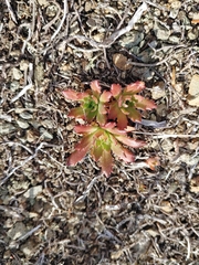 Micranthes ferruginea