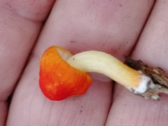 Pluteus aurantiorugosus