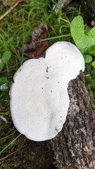 Trametes orientalis