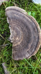 Trametes orientalis