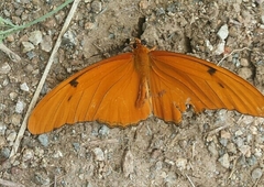 Dryas iulia