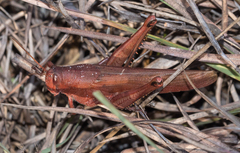 Schistocerca alutacea
