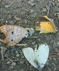 Anartia jatrophae