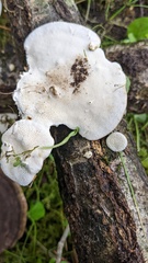 Trametes orientalis