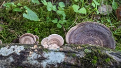 Trametes orientalis