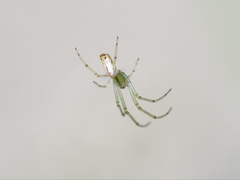 Leucauge decorata