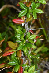 Berberis morrisonensis