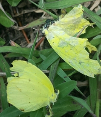 Pieridae
