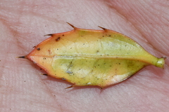 Berberis morrisonensis