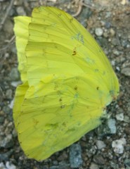 Pieridae