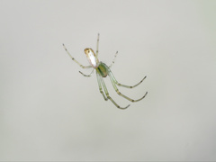 Leucauge decorata