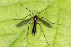 Ptychoptera albimana