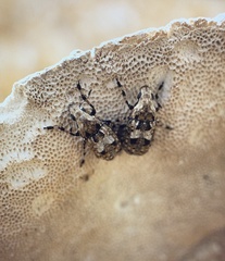 Euparius marmoreus