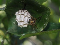 Polistes humilis synoecus