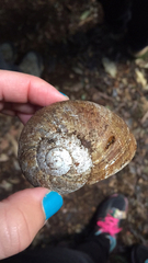 Hedleyella falconeri