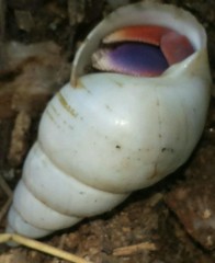 Coenobita clypeatus