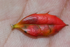 Berberis morrisonensis