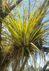 Tillandsia