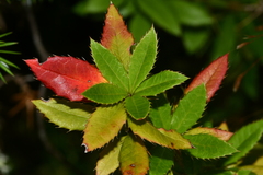 Berberis morrisonensis