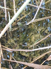 Pelophylax