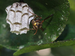 Polistes humilis synoecus