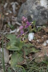 Ophrys