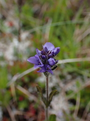Veronica wormskjoldii