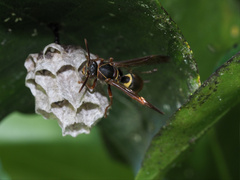 Polistes humilis synoecus