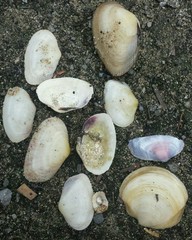 Asaphis deflorata