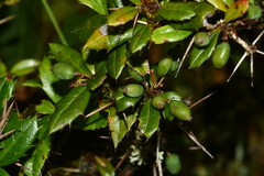 Berberis morrisonensis