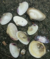 Asaphis deflorata