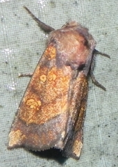 Papaipema impecuniosa