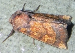 Papaipema impecuniosa