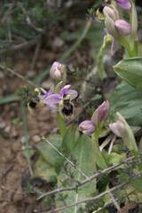 Ophrys