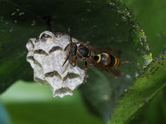 Polistes humilis synoecus