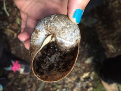 Hedleyella falconeri