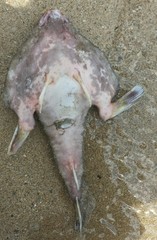 Ogcocephalus